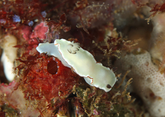 Glossodoris angasi