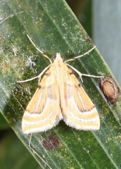 Cataclysta angulata