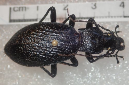 Carabus caelatus