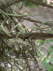 Naupactus xanthographus
