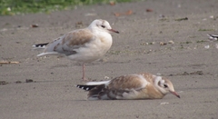 Chroicocephalus maculipennis