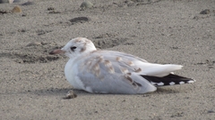 Chroicocephalus maculipennis