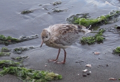 Chroicocephalus maculipennis