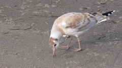 Chroicocephalus maculipennis