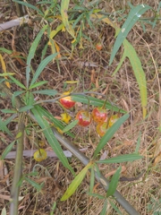 Solanum linearifolium