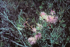 Melaleuca radula