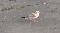 Chroicocephalus maculipennis