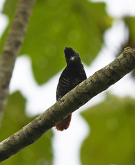 Thamnophilus palliatus