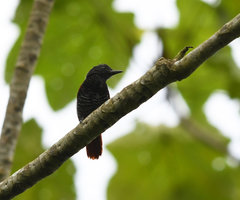 Thamnophilus palliatus