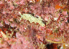 Thuridilla carlsoni