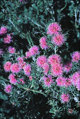 Melaleuca seriata