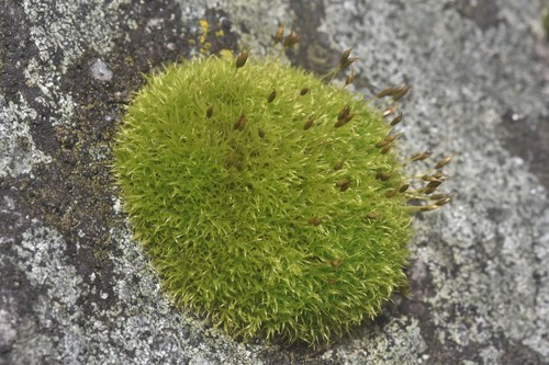 mountain pincushion