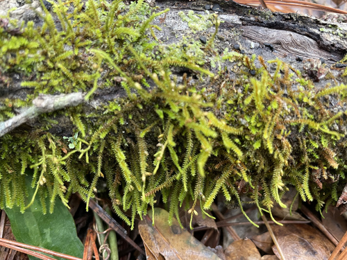 Cryphaeaceae image