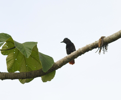Thamnophilus palliatus