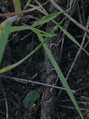 Peniophora malenconii