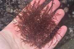 Lomentaria hakodatensis