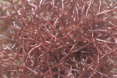 Lomentaria hakodatensis