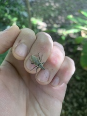 Naupactus xanthographus