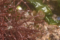 Lomentaria hakodatensis