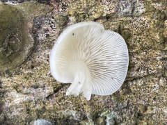 Crepidotus stipitatus