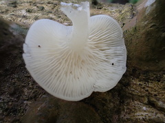 Crepidotus stipitatus