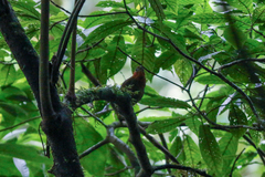 Cyphorhinus phaeocephalus