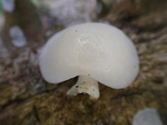 Crepidotus stipitatus
