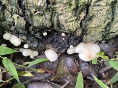 Crepidotus stipitatus