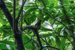 Cyphorhinus phaeocephalus