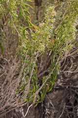 Brickellia longifolia multiflora