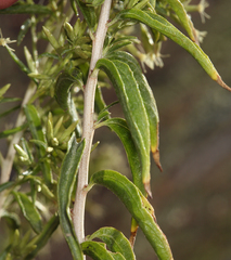 Brickellia longifolia multiflora