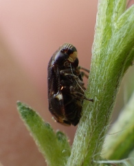 Clastopteridae