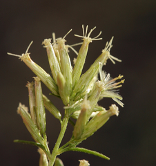 Brickellia longifolia multiflora
