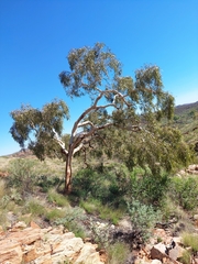 Corymbia aparrerinja