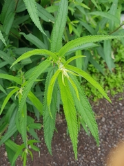 Debregeasia longifolia