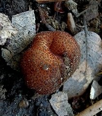 Balsamia