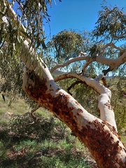Corymbia aparrerinja