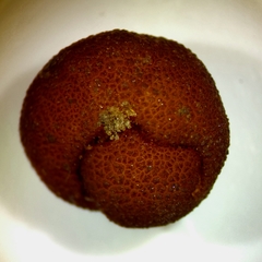 Balsamia