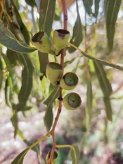 Corymbia aparrerinja