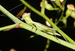 Oecanthus celerinictus