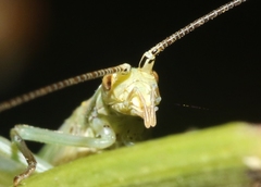Oecanthus celerinictus