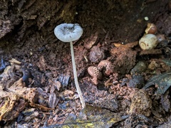 Coprinopsis jonesii