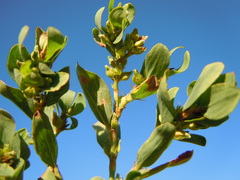 Polygonum achoreum