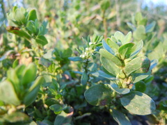 Polygonum achoreum