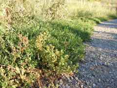 Polygonum achoreum