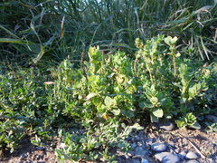 Polygonum achoreum
