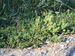 Polygonum achoreum