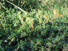 Polygonum achoreum