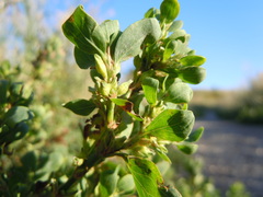 Polygonum achoreum