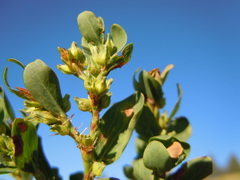 Polygonum achoreum